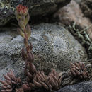 Image of stonecrop