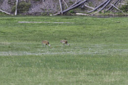 Image of sandhill crane