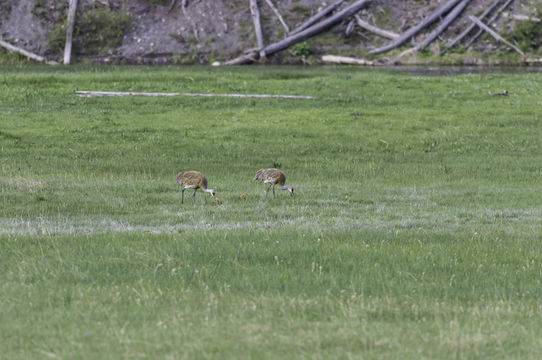 Image of sandhill crane