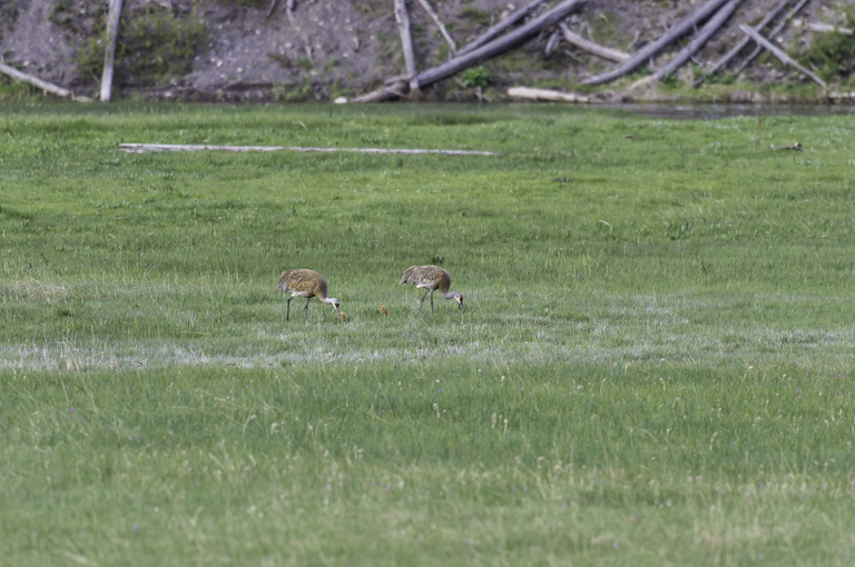 Image de <i>Grus canadensis</i>