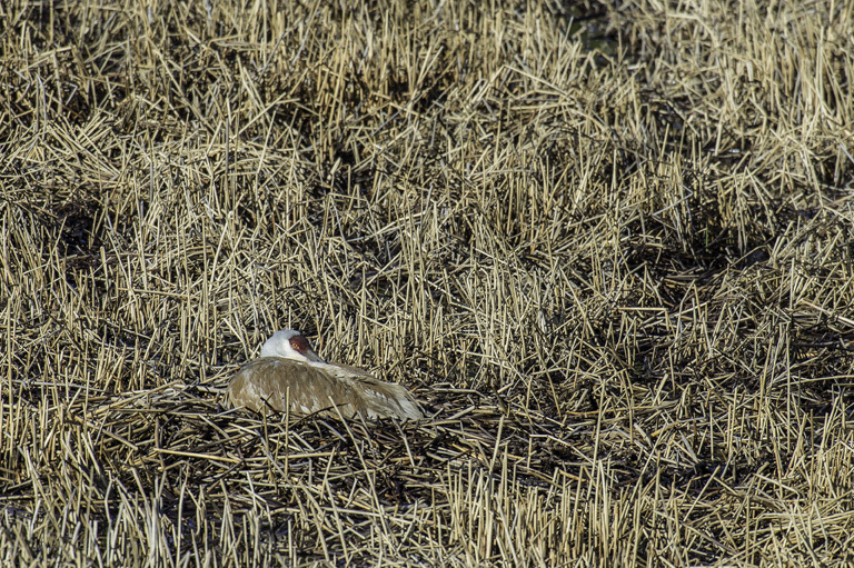 Image of sandhill crane