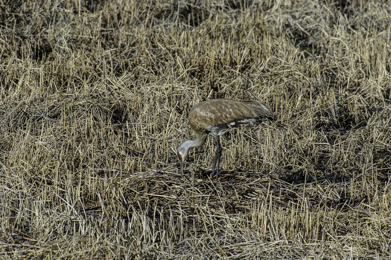 Image of sandhill crane