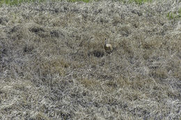 Image of sandhill crane