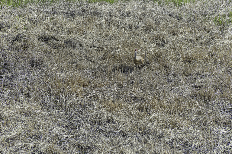 Image of sandhill crane