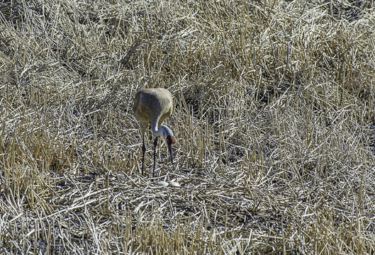 Image of sandhill crane