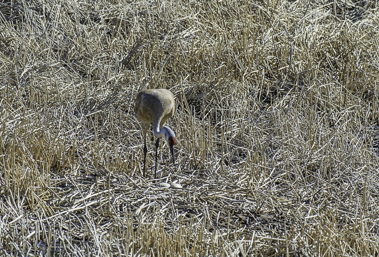 Image of sandhill crane