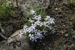 Image of spiny phlox