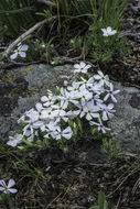 Image of spiny phlox