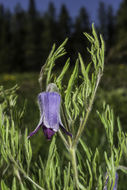 Image of hairy clematis