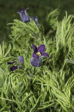 Image of hairy clematis