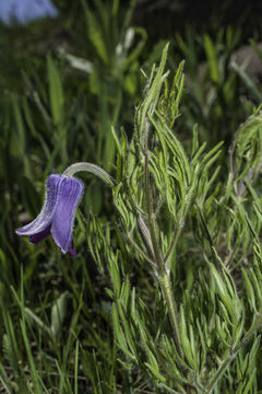 Image of hairy clematis