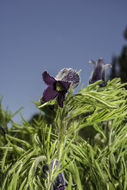 Image of hairy clematis