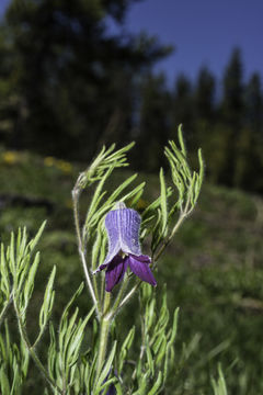 Image of hairy clematis