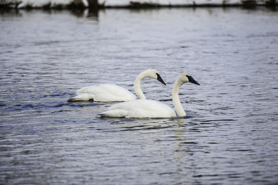 Image of Trumpeter Swan