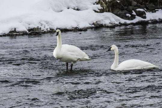 Image of Trumpeter Swan