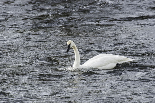 Image of Trumpeter Swan