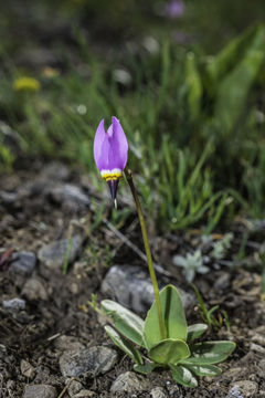 Image of <i>Primula <i>pauciflora</i></i> var. pauciflora