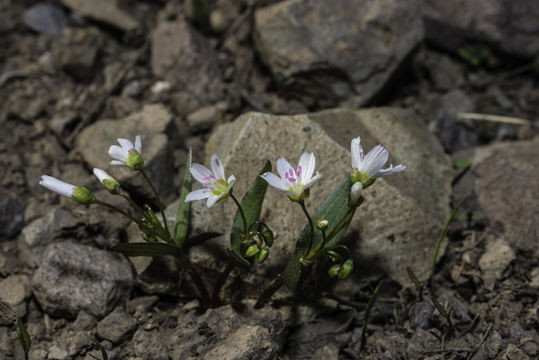 Слика од Claytonia lanceolata Pursh