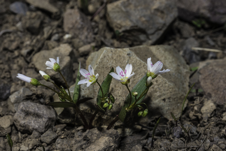 Image of lanceleaf springbeauty