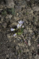 Image of lanceleaf springbeauty