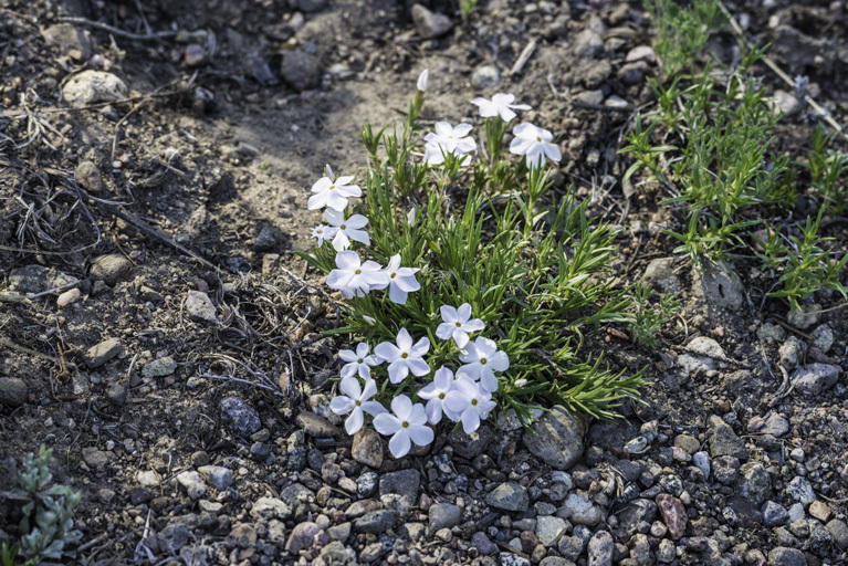 Image of flowery phlox