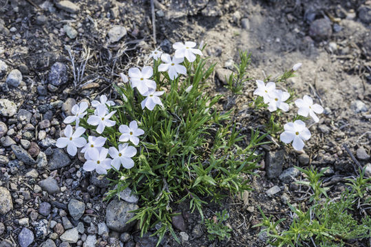 Image of flowery phlox