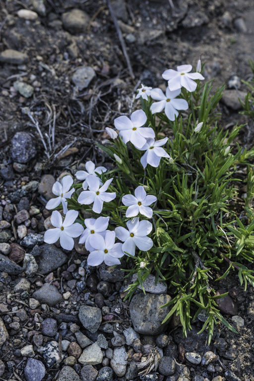 Image of flowery phlox