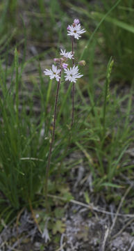 Image of bulbous woodland-star