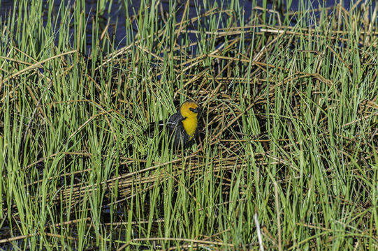 Image of Yellow-headed Blackbird