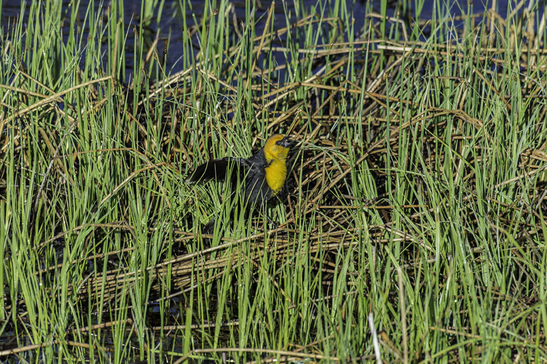 Image of Yellow-headed Blackbird