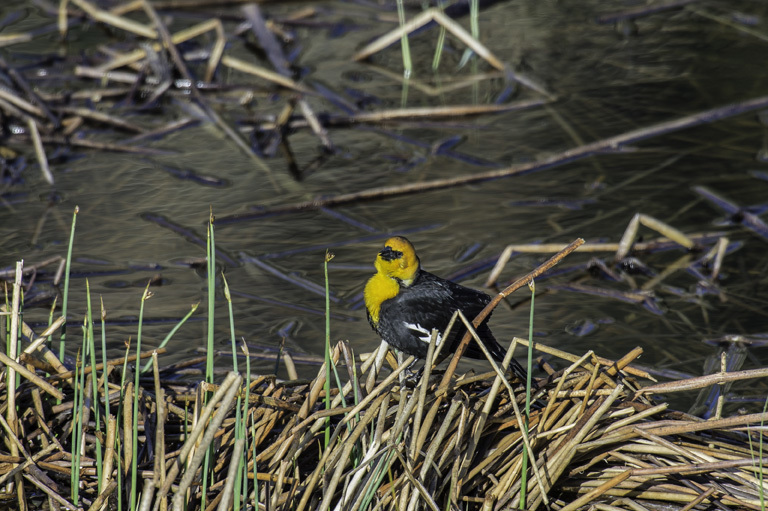 Image of Yellow-headed Blackbird