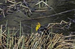 Image of Yellow-headed Blackbird