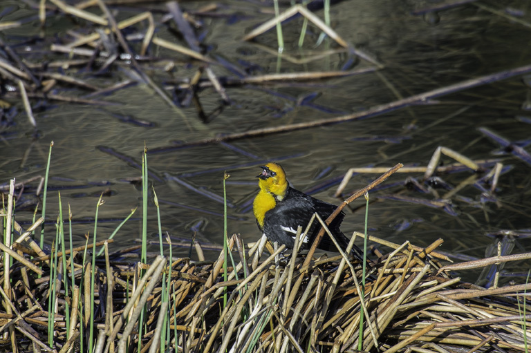 Image of Yellow-headed Blackbird