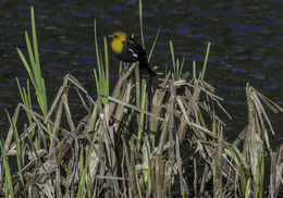 Image of Yellow-headed Blackbird