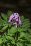 Image of Pacific bleeding heart