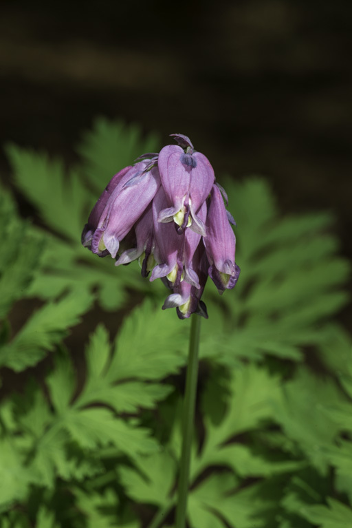 Image of Pacific bleeding heart