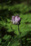 Image of Pacific bleeding heart