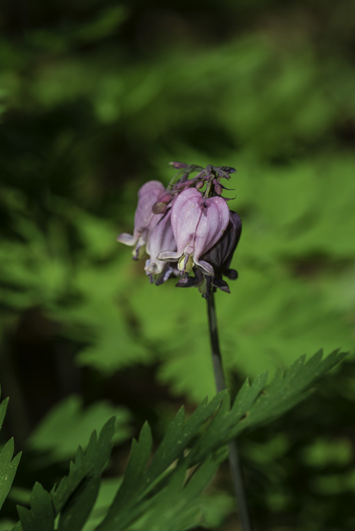 Image of Pacific bleeding heart