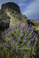 Image of silver lupine