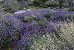 Image of silver lupine