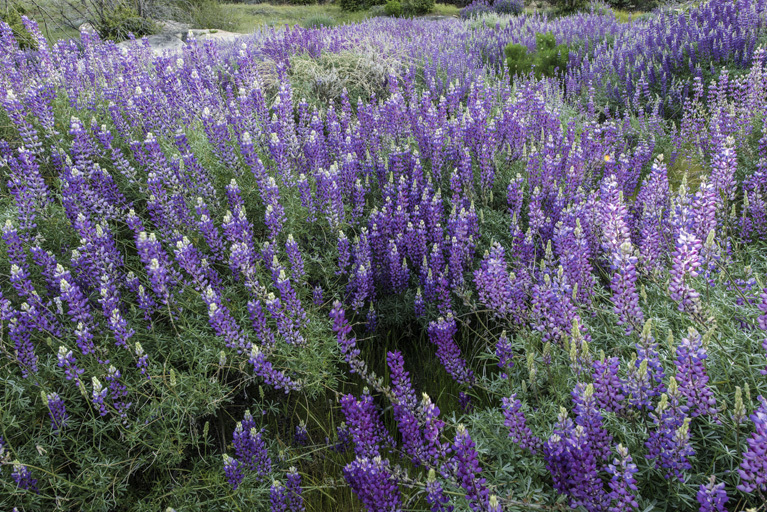 Image of silver lupine