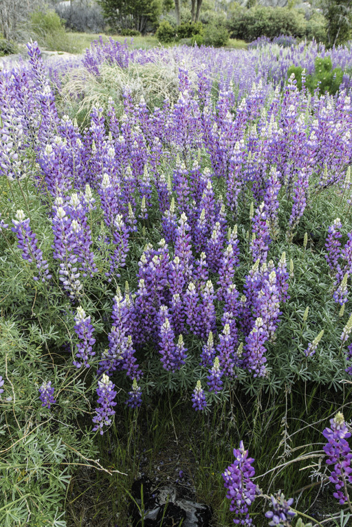 Image of silver lupine