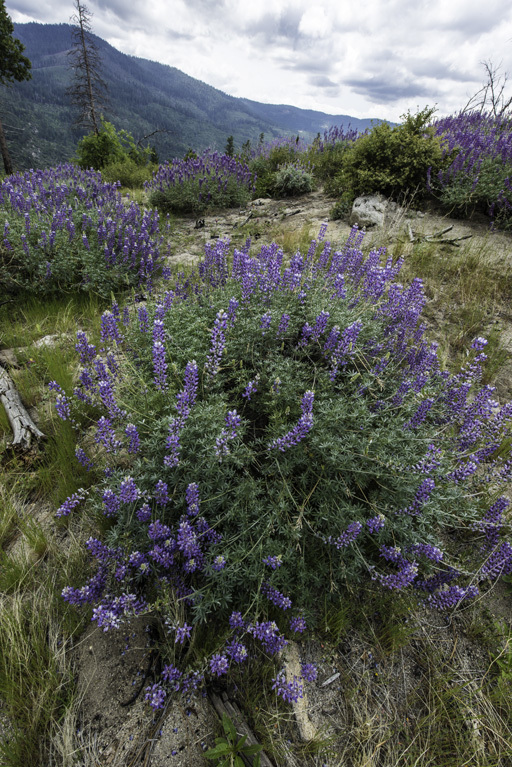 Image of silver lupine