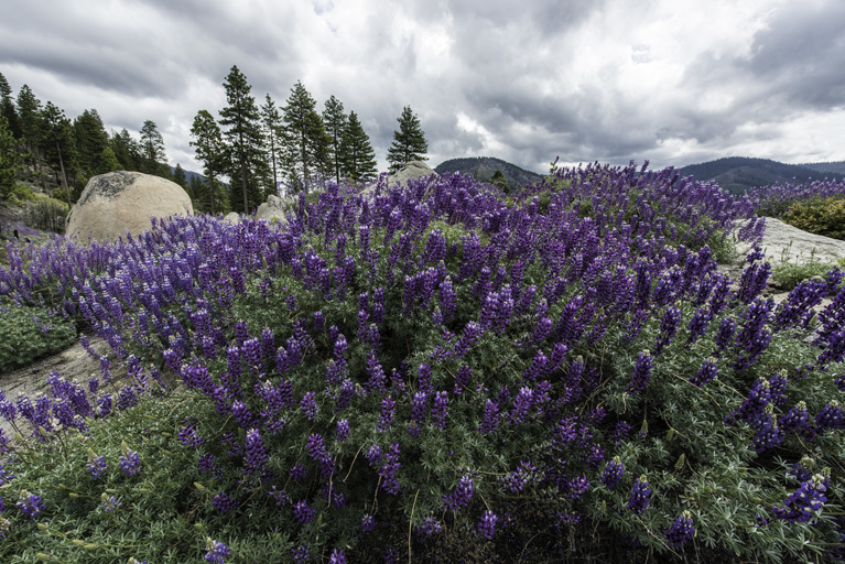 Image of silver lupine