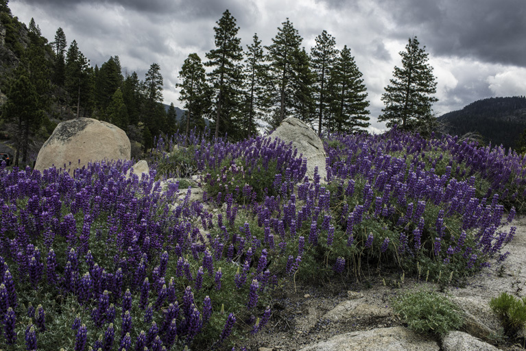 Image of silver lupine