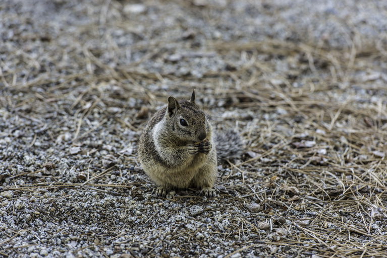 Image of California ground squirrel