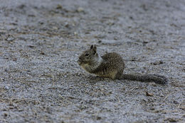 Image of California ground squirrel