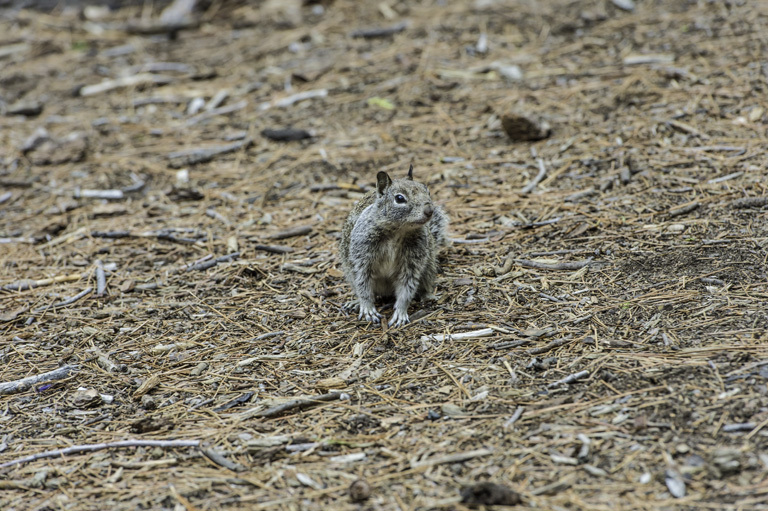 Image of California ground squirrel