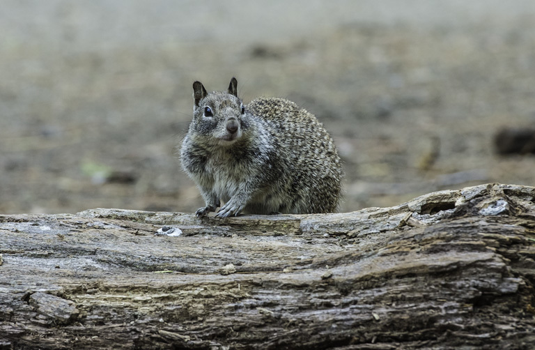 Image of California ground squirrel