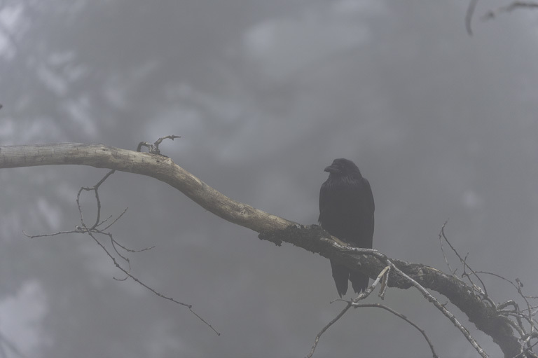 Image of Northern Raven